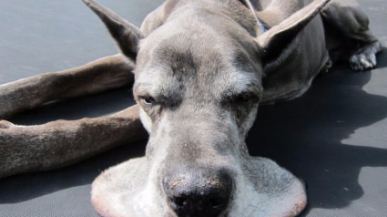 Illustration : 15 photos d'animaux qui ont un besoin secret de ne faire qu'un avec le sol quand ils dorment