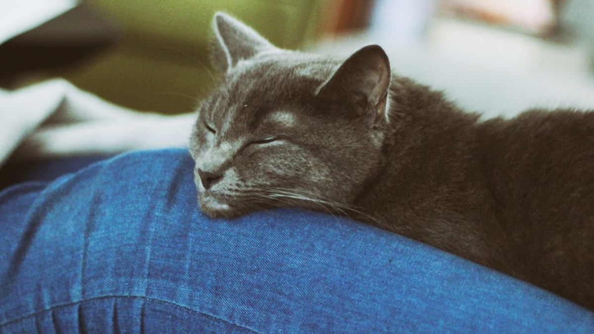 Illustration : "Pourquoi votre chat vous choisit-il comme l'endroit idéal pour dormir ?  "