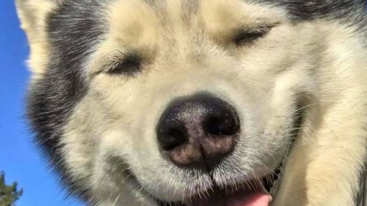 Illustration : "19 photos qui prouvent que le chien Husky est un animal plein d'humour"