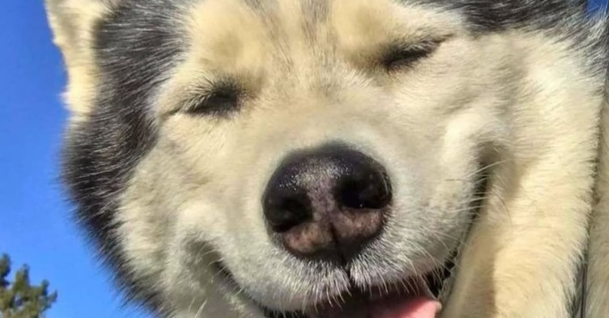19 Photos Qui Prouvent Que Le Chien Husky Est Un Animal Plein D Humour 19 Photos Qui Prouvent Que Le Chien Husky Est Un Animal Plein D Humour