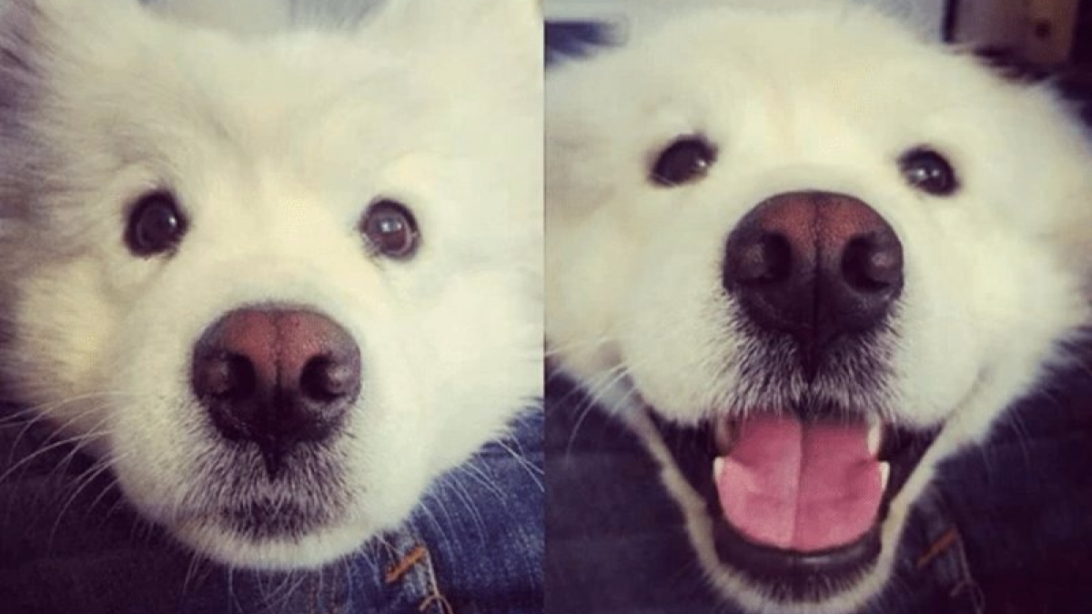 Illustration : "15 photos de chien qui ont voulu montrer les deux facettes de leur personnalité ! "