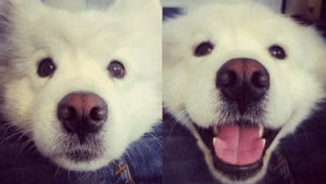Illustration : 15 photos de chien qui ont voulu montrer les deux facettes de leur personnalité ! 