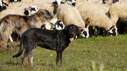 Illustration : Référendum national sur la cause animale : 6 mesures pour protéger les animaux