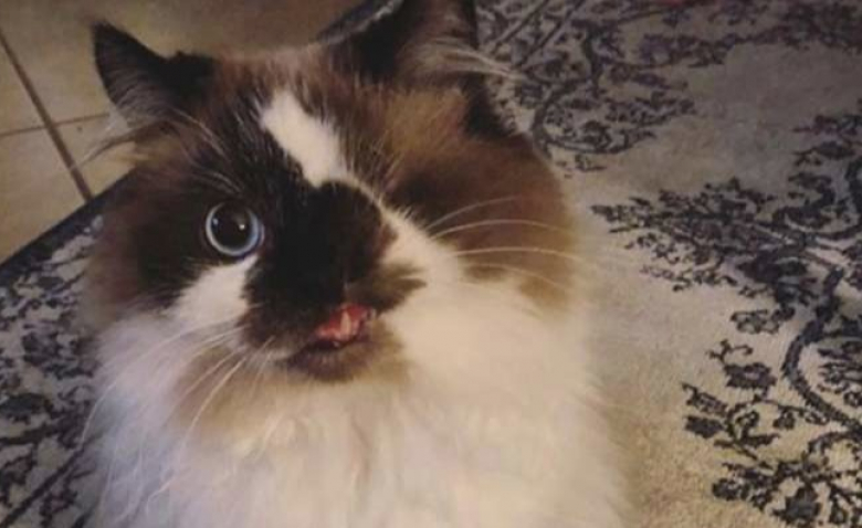 Different Car Defigure Ce Chaton Allait Etre Euthanasie Une Femme Lui Offre Une Nouvelle Vie