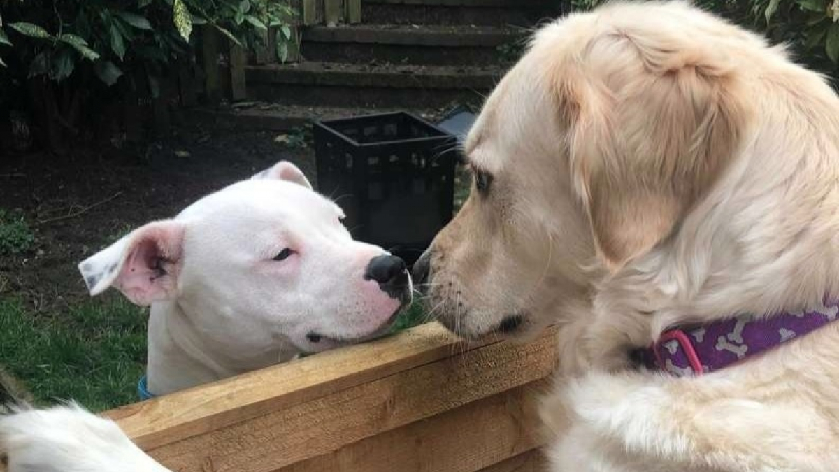 Illustration : "Touchés par un coup de foudre, ces deux chiens ont une relation qui vous rendrait jaloux ! "