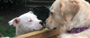 Illustration : "Touchés par un coup de foudre, ces deux chiens ont une relation qui vous rendrait jaloux ! "