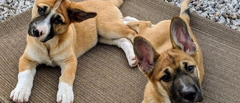 20 Photos De Chiens Croises Qui Sont La Preuve Que La Beaute Nait Dans La Diversite