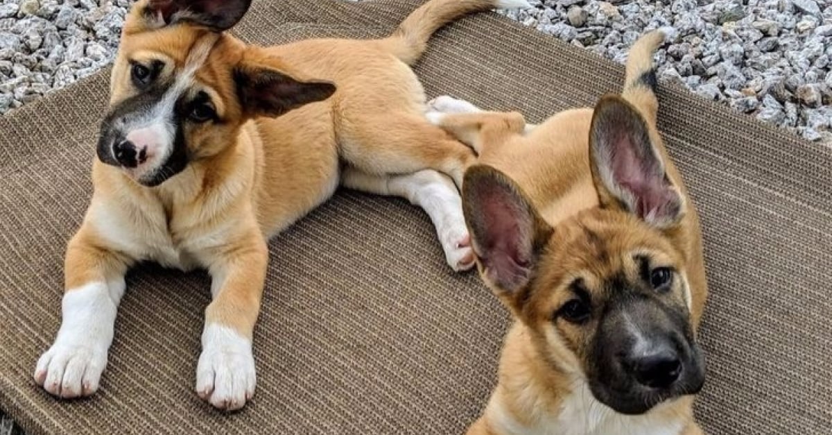 Photos De Chiens Croises Qui Sont La Preuve Que La Beaute Nait Dans La Diversite