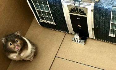 Illustration : "Elle décide de recréer les décors mythiques de films pour son hamster en confinement "