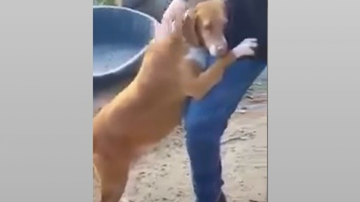 Illustration : "Ému par la touchante détermination de ce chien de refuge, ce journaliste finit par craquer ! (Vidéo)"