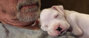Illustration : "Condamné quelques heures après sa naissance, ce chien handicapé échappe à l'euthanasie "