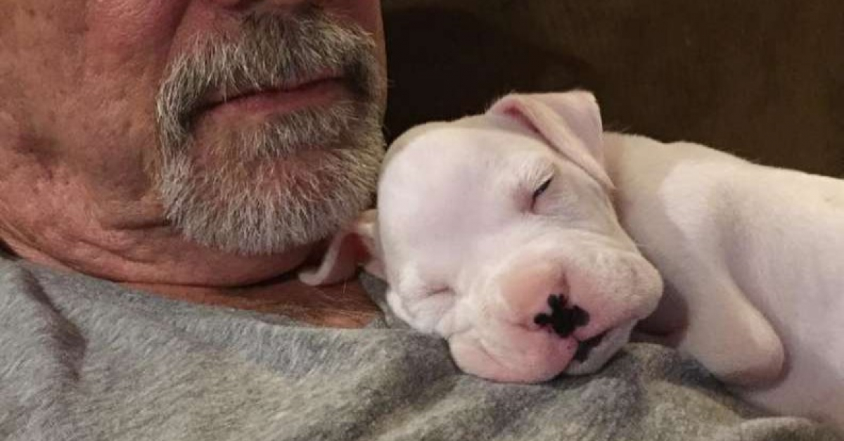 Condamné quelques heures après sa naissance, ce chien