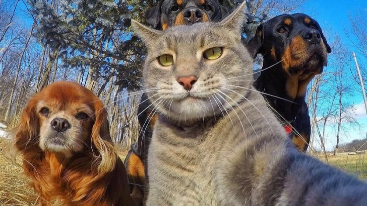 Illustration : "14 photos d'animaux qui prennent de bien meilleurs selfies que vous ! "