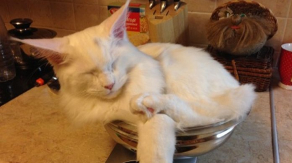 Illustration : 20 photos de chats qui dorment si paisiblement que l'on oserait les réveiller pour rien au monde