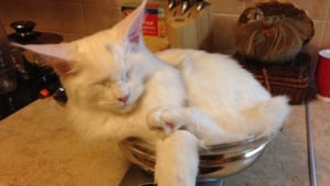 Illustration : 20 photos de chats qui dorment si paisiblement que l'on oserait les réveiller pour rien au monde