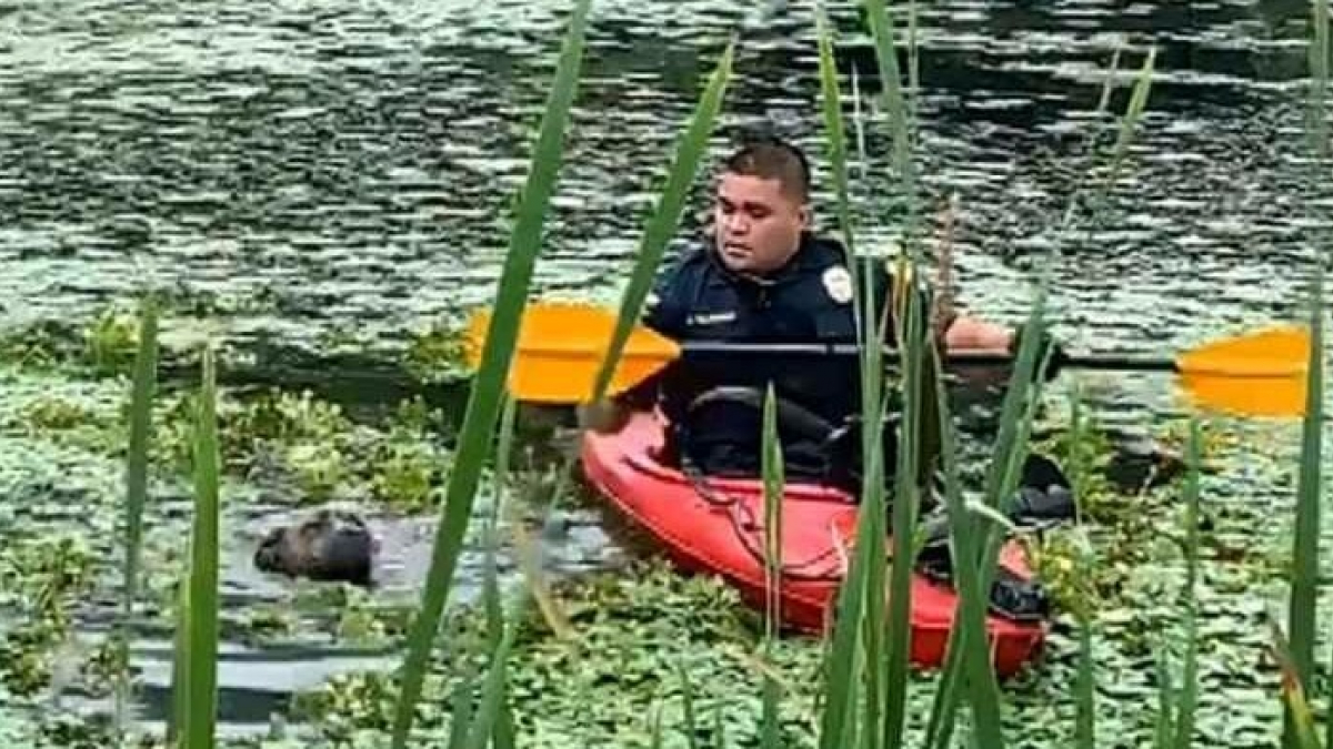 Illustration : "Un policier embarque dans un kayak de fortune pour venir en aide à un chien en proie à la noyade ! "