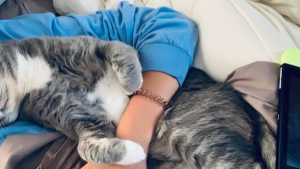 Illustration : 16 photos de propriétaires qui ont trouvé les compagnons idéaux pour faire la sieste !