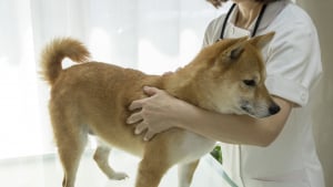 Illustration : "Vétérinaire"