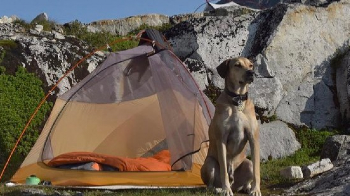 Illustration : "18 photos de chiens qui ont appris à apprécier les joies du camping !"