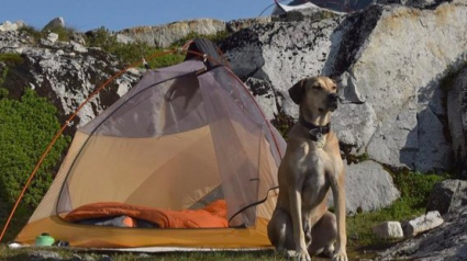 Illustration : 18 photos de chiens qui ont appris à apprécier les joies du camping !