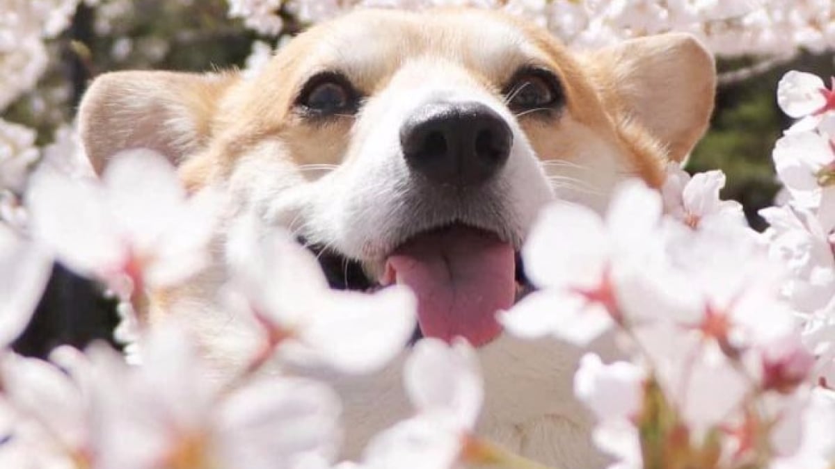 Illustration : "Paré à toutes les situations, ce chien Corgi a le visage plus expressif qu'un être humain grincheux ! "