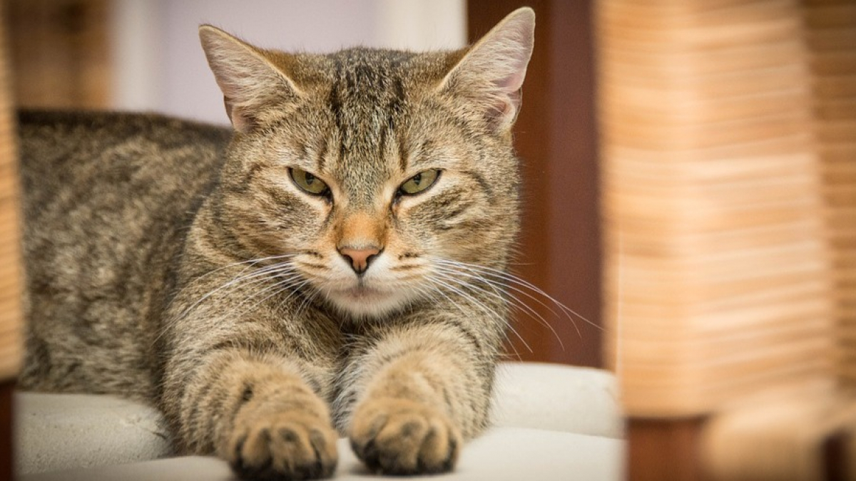 Illustration : "Les chats ont choisi de se laisser domestiquer il y a 8000 ans et c'est inscrit dans leur ADN !"