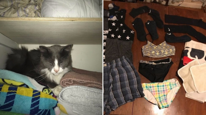 Illustration : Propriétaires d'un chat voleur, ses propriétaires partagent les sous-vêtements des voisins sur les réseaux !