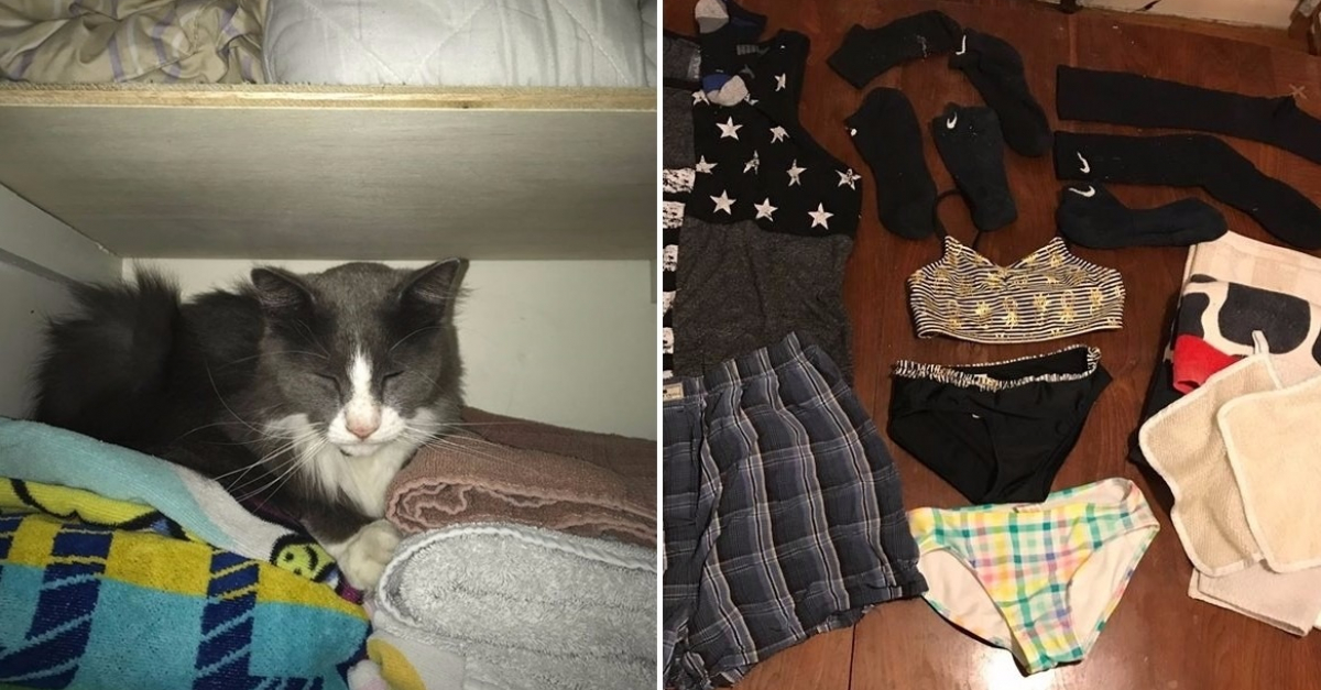 Proprietaires D Un Chat Voleur Ses Proprietaires Partagent Les Sous Vetements Des Voisins Sur Les Reseaux Proprietaires D Un Chat Voleur Ses Proprietaires Partagent Les Sous Vetements Des Voisins Sur Les Reseaux