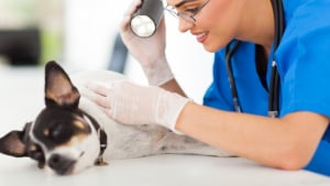 Illustration : "Auxiliaire vétérinaire"