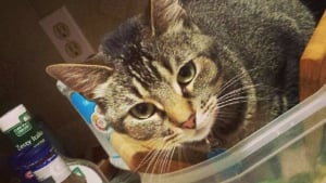 Illustration : "12 photos de chats qui ont décidé de s'asseoir sur votre nourriture pour vous faire passer une message !"