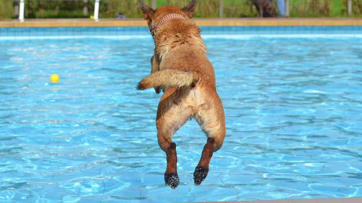 Illustration : "16 photos de chiens qui n'ont pas hésité à voler des piscines d'enfants pour profiter de l'été ! "