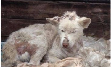 Illustration : "Errant dans une décharge, ce chien touché par la gale s'est transformé grâce à un homme au grand coeur (vidéo)"