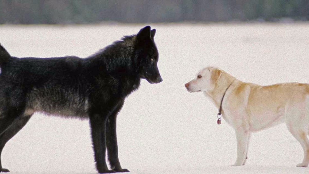 Illustration : "Pris au piège par un loup sauvage, la réaction de ce chien a défié toutes les espérances de son propriétaire ! (vidéo) "