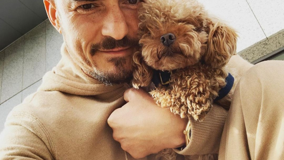 Illustration : "Orlando Bloom : à la recherche de son chien mighty, l'acteur alerte les réseaux sociaux ! "