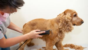 Illustration : "Toiletteur"