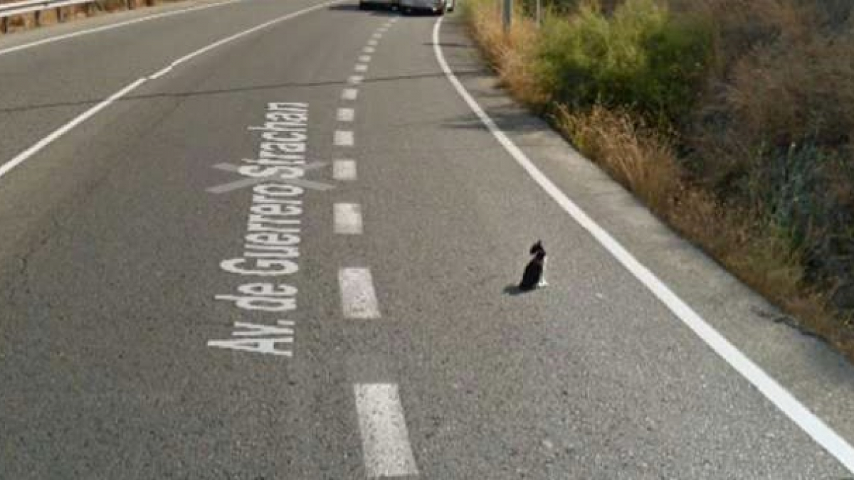Illustration : "Google Streetview capture le geste adorable d'un conducteur en pleine autoroute pour prendre soin d'un chat ! "