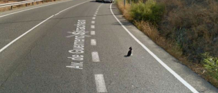 Illustration : "Google Streetview capture le geste adorable d'un conducteur en pleine autoroute pour prendre soin d'un chat ! "