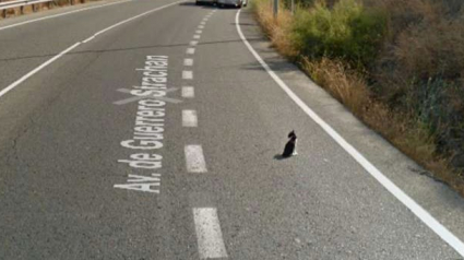 Illustration : Google Streetview capture le geste adorable d'un conducteur en pleine autoroute pour prendre soin d'un chat ! 