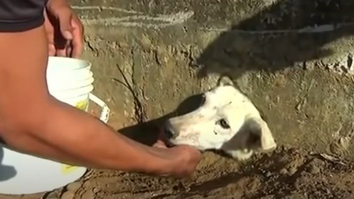 Illustration : "Encastré entièrement dans un mur pour de la nourriture, seule la tête de ce chien était visible ! "