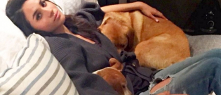 Illustration : "Pour le bien de son couple, Meghan Markle a décidé de ne pas intégrer le chien qu'elle a secouru dans la famille royale ! "