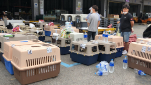 Illustration : Sauvetage d'une centaine de chiens d'un élevage canin destiné à la revente de viande en Corée du Sud