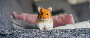 Illustration : "Adopter un hamster"