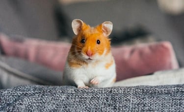 Illustration : "Adopter un hamster"