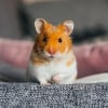 Illustration : Adopter un hamster