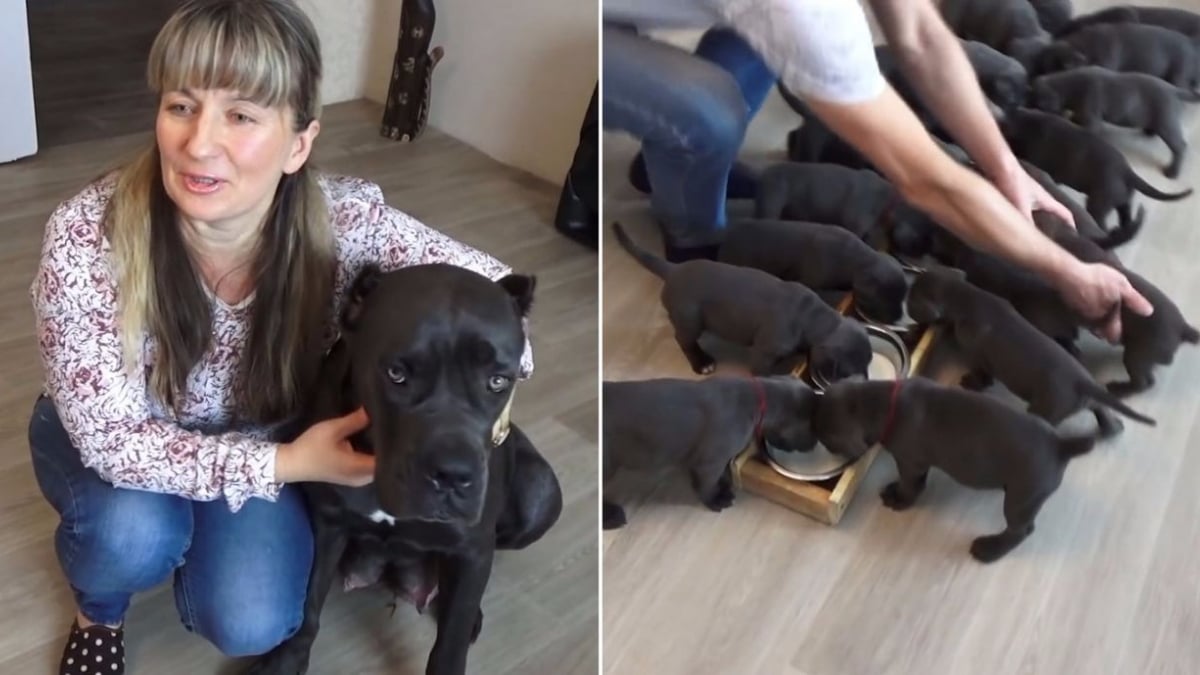 Illustration : "Enceinte, cette chienne Cane Corso bat un record en mettant bas une portée de 19 chiots !"