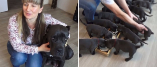 Illustration : "Enceinte, cette chienne Cane Corso bat un record en mettant bas une portée de 19 chiots !"