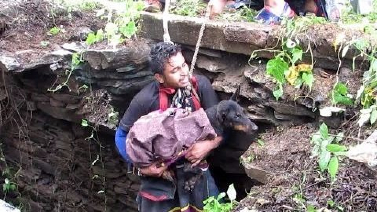 Illustration : "Coincé dans le fond d'un puits, ce chiot se met à pleurer lorsqu'il comprend ce que lui réservent les sauveteurs !"