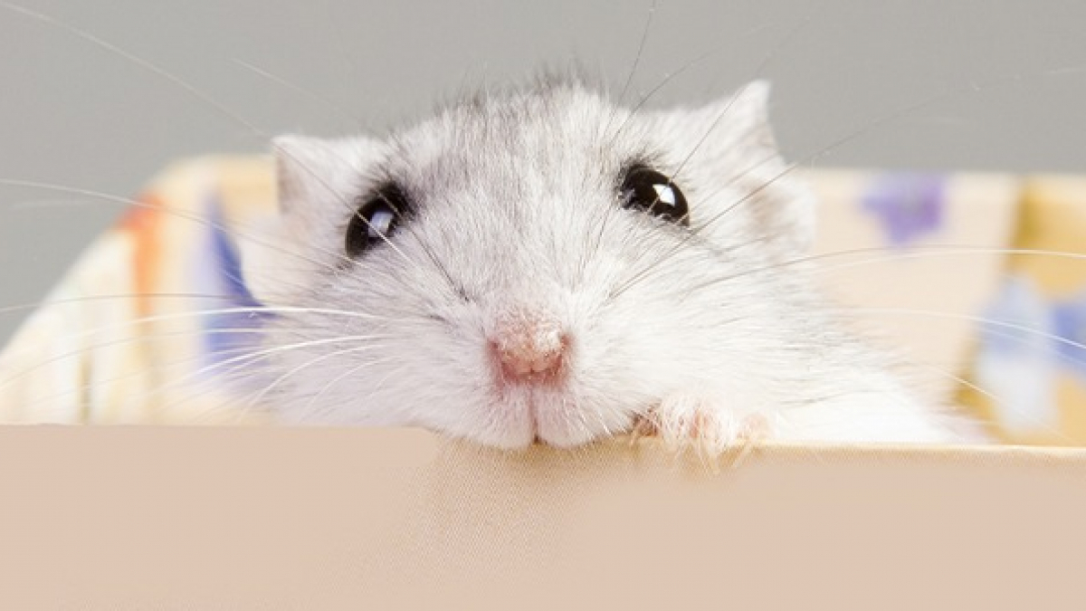 Illustration : "Fabriquer une cage pour son hamster"