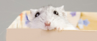 Illustration : "Fabriquer une cage pour son hamster"