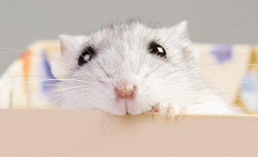 Illustration : "Fabriquer une cage pour son hamster"